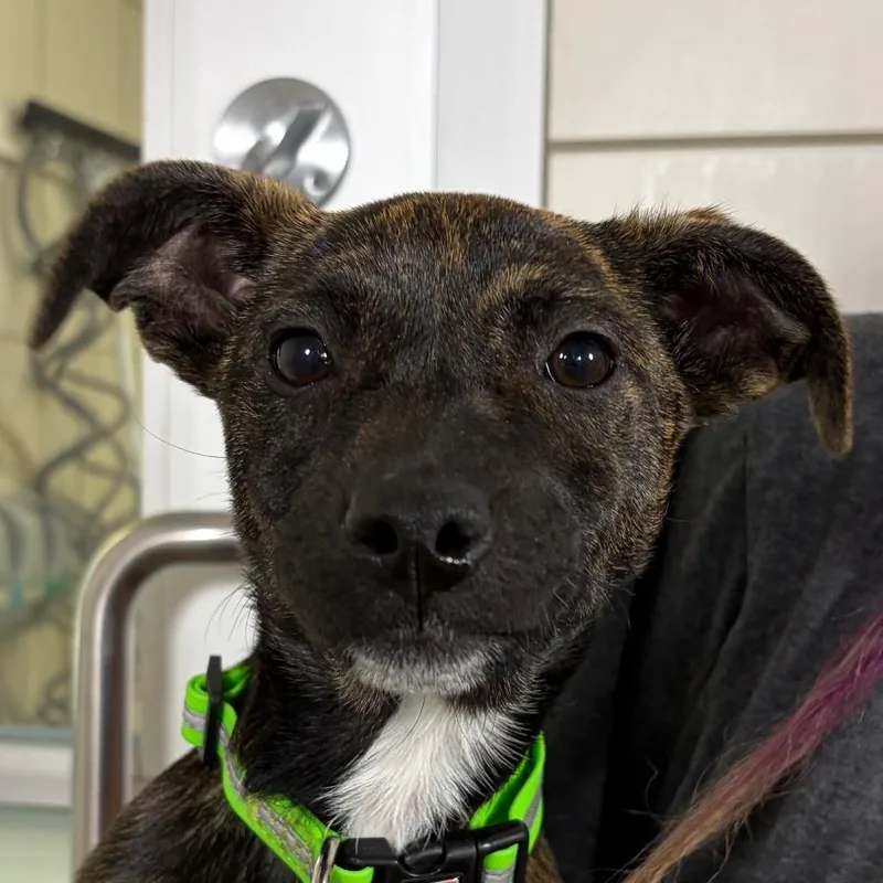 A baby small-sized female Brindle Mixed Breed dog named Lira for adoption in Middletown, RI
