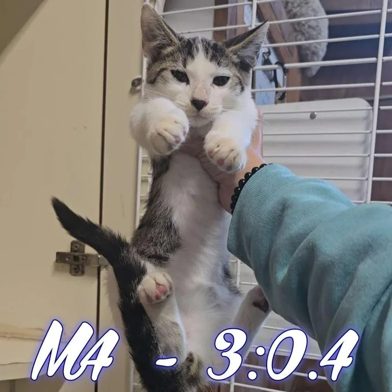 A baby small-sized male Domestic Short Hair cat named Wilky Twycross for adoption in Hillsboro, OH