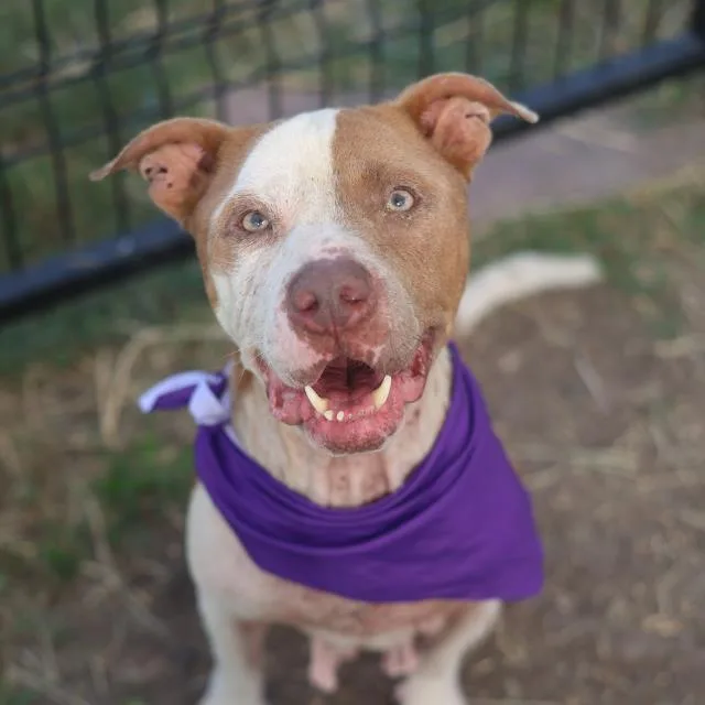 An adult medium-sized female American Staffordshire Terrier dog named Harmony for adoption in San Antonio, TX
