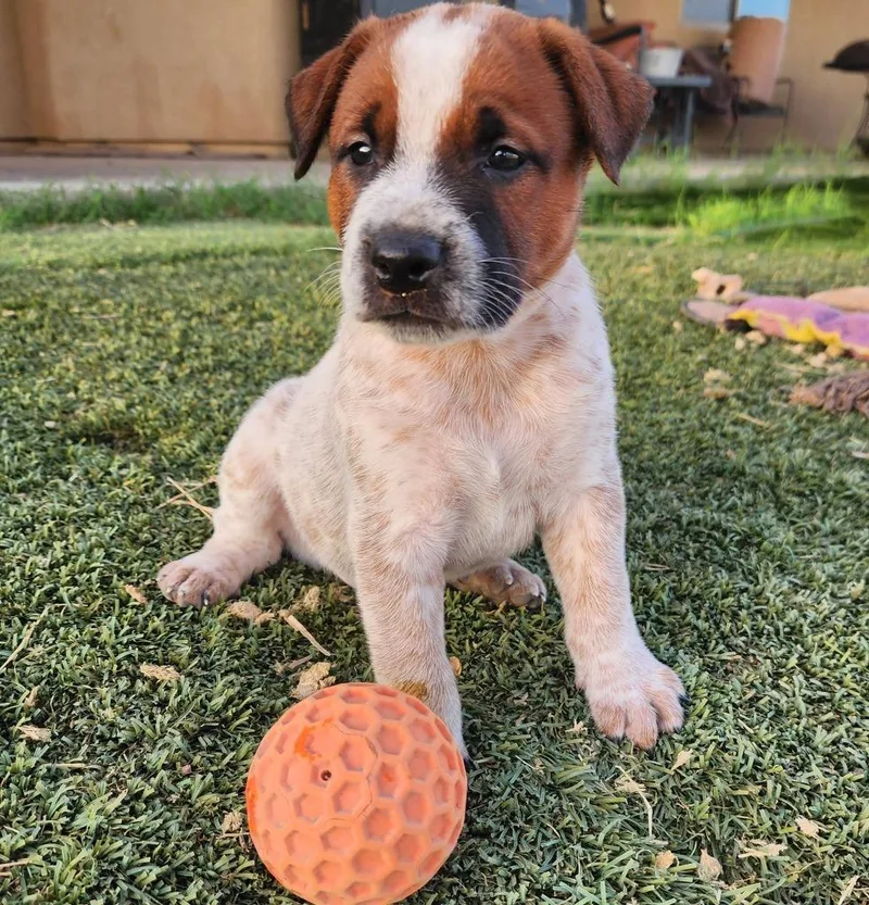 A baby medium-sized male Pit Bull Terrier dog named Ronnie for adoption in Mesa, AZ