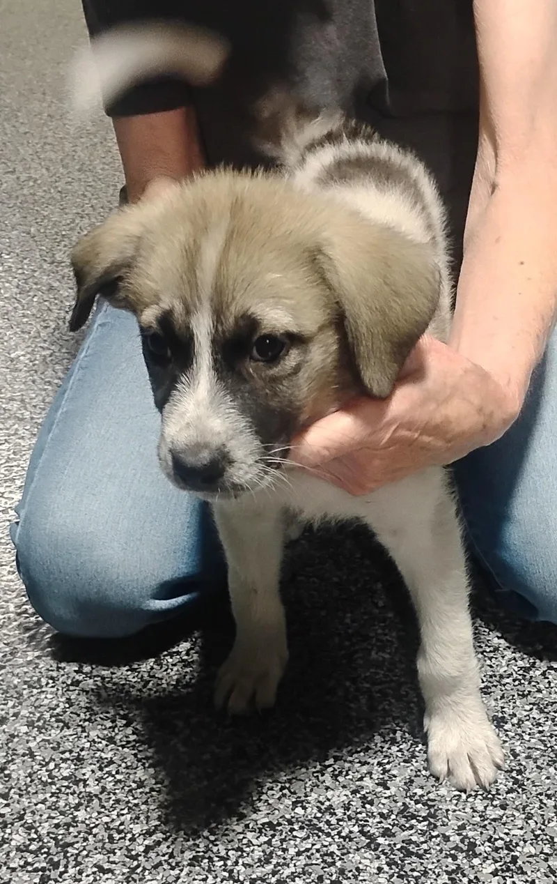 A baby large-sized female Great Pyrenees dog named Hallee for adoption in Sulphur, OK