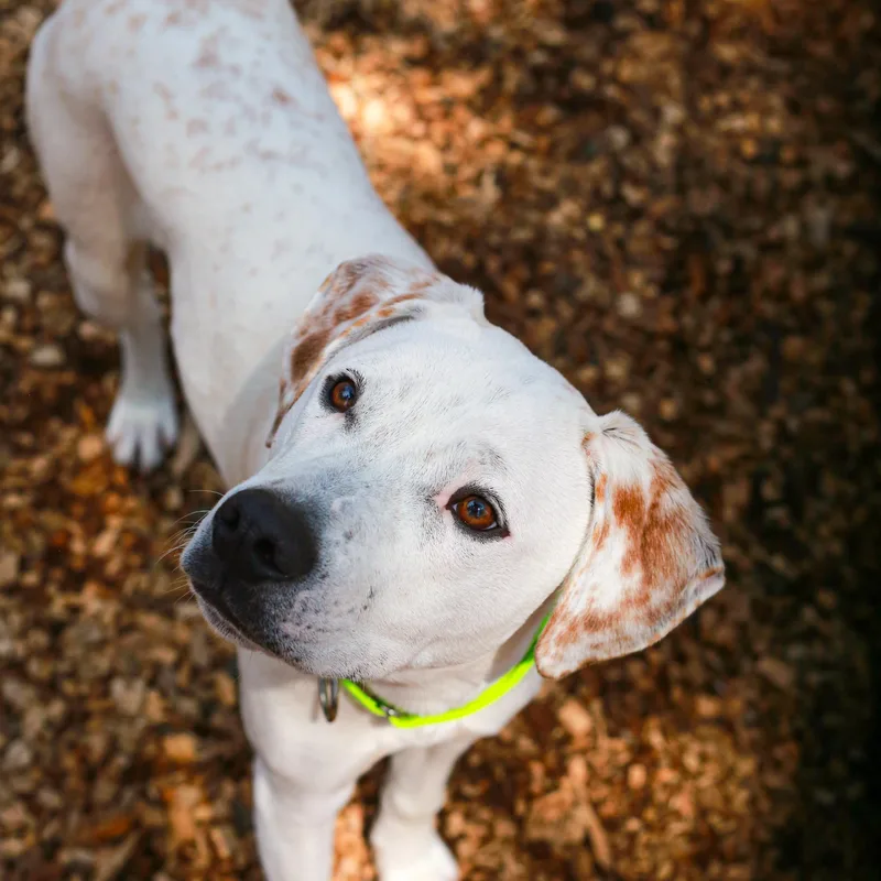 A baby medium-sized male Mixed Breed dog named Goliath Deaf Pup for adoption in Grass Valley, CA
