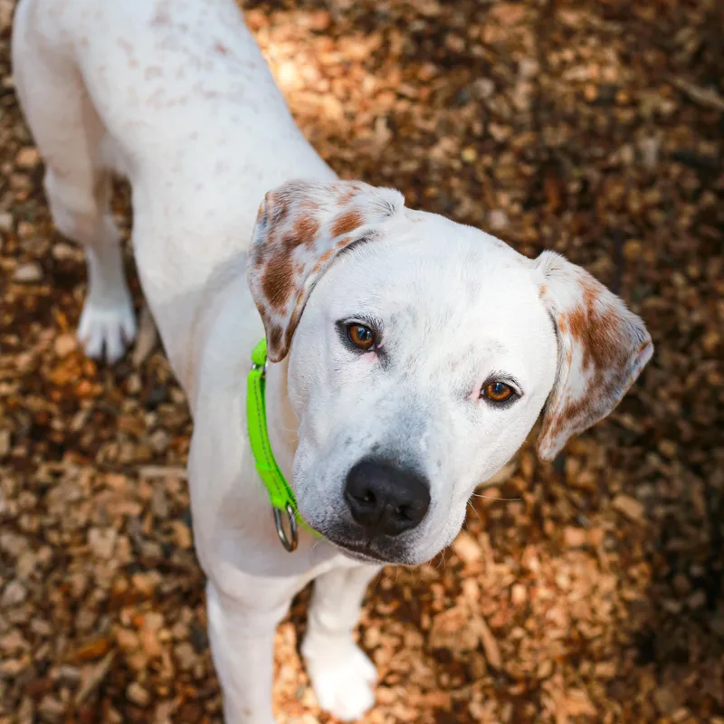Goliath Deaf Pup thumbnail 2