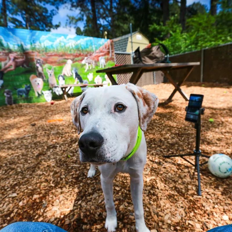 Goliath Deaf Pup thumbnail 3