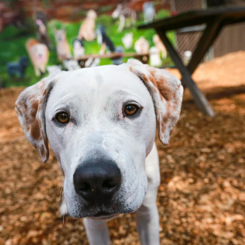 Goliath Deaf Pup thumbnail 4