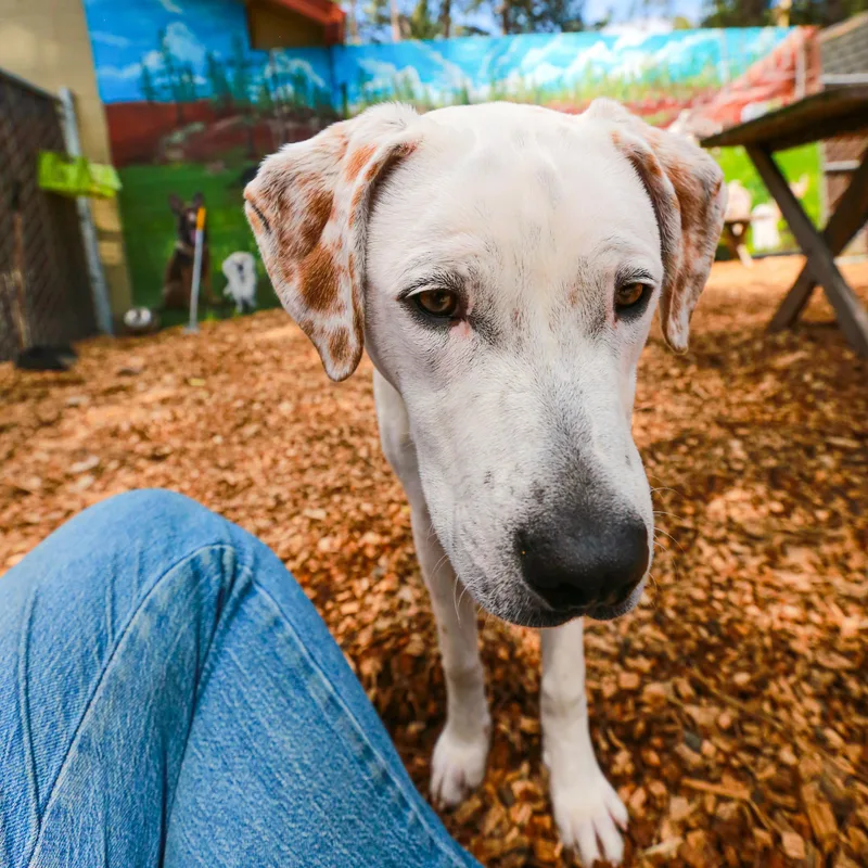 Goliath Deaf Pup thumbnail 5