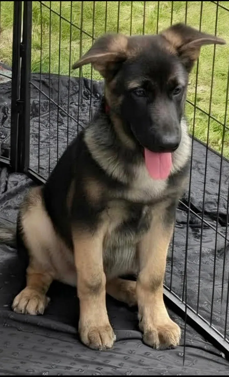 A baby large-sized male Bicolor German Shepherd Dog dog named Eli for adoption in Brookfield, CT