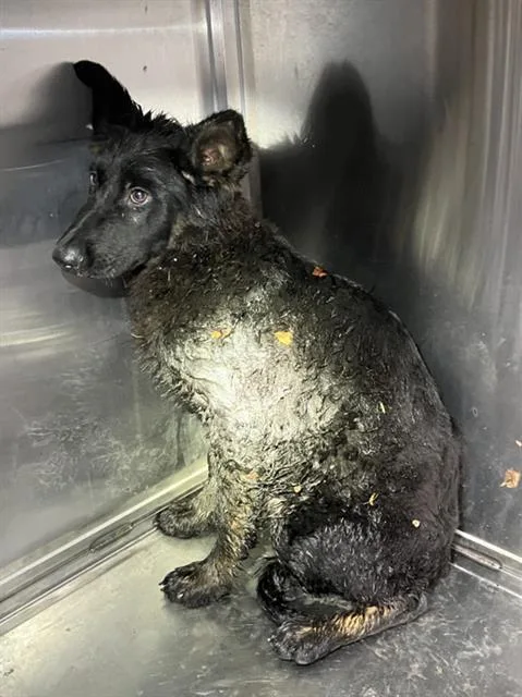 A baby large-sized female Mixed Breed dog named Diana for adoption in Dallas, TX