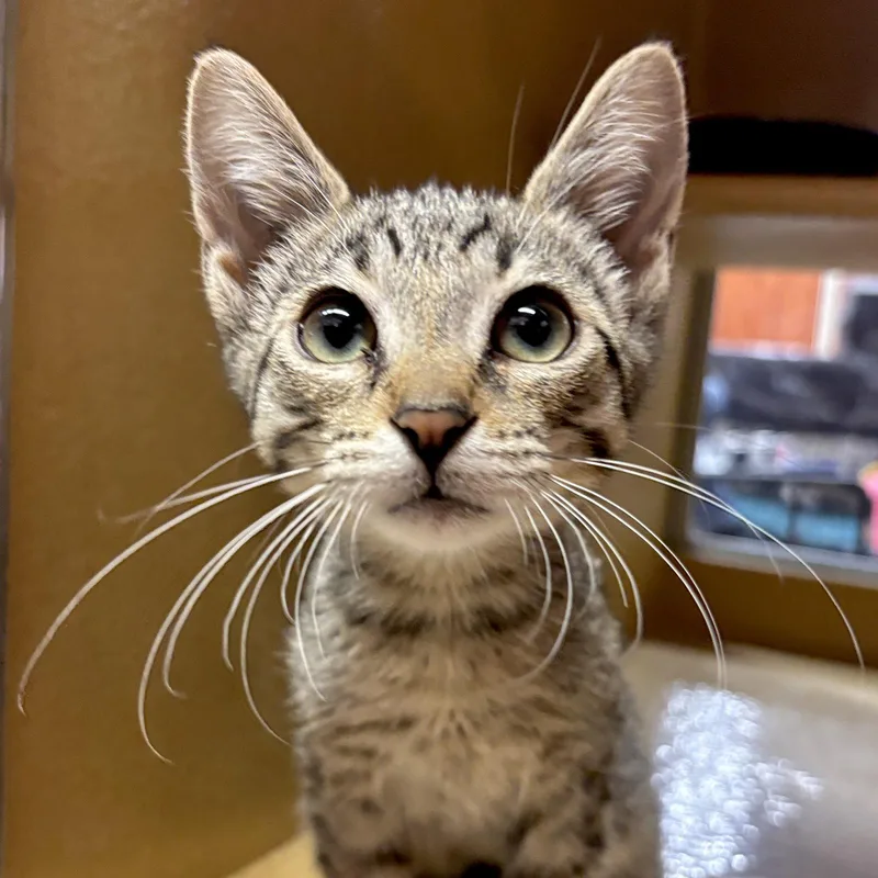 A baby medium-sized male Domestic Short Hair cat named Luigi for adoption in Sonora, CA