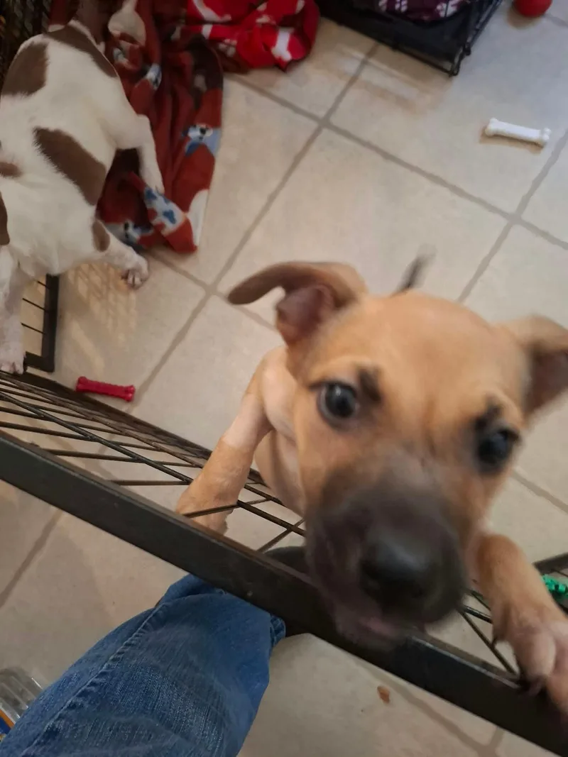 A baby medium-sized female Labrador Retriever dog named Remi for adoption in Eatontown, NJ