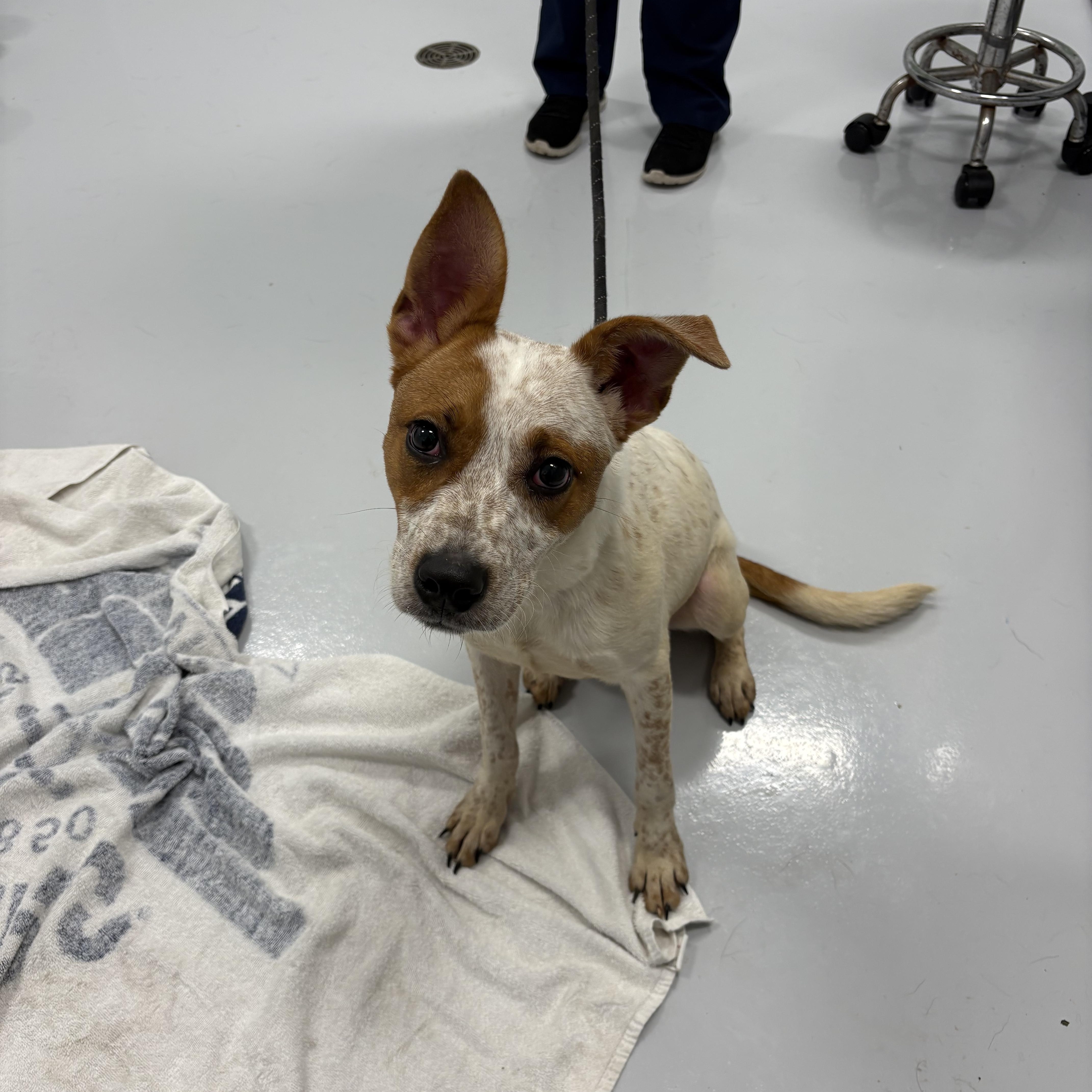 A young medium-sized male White / Cream Cattle Dog dog named Arwen for adoption in Kankakee, IL