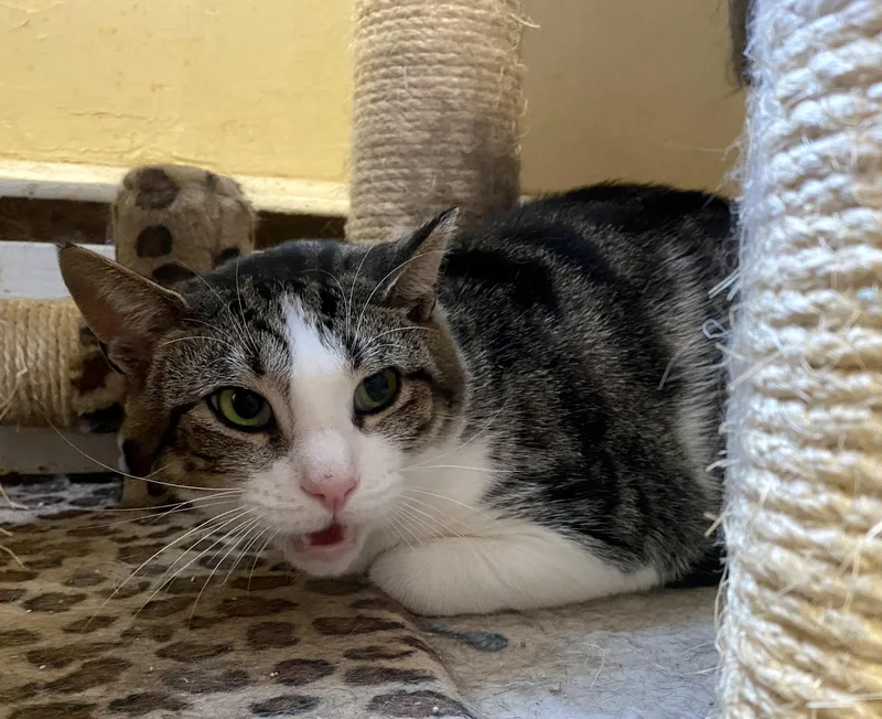 An adult medium-sized female American Shorthair cat named Sweetness for adoption in Salisbury Mills, NY