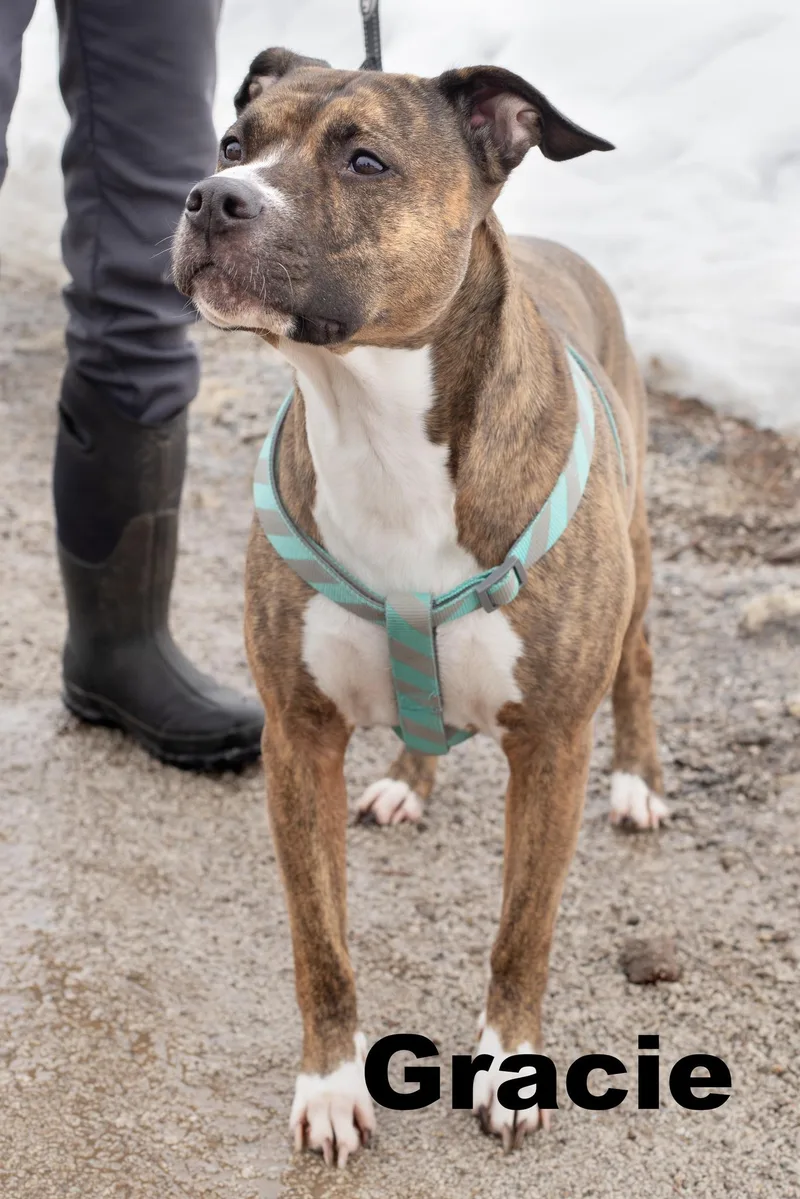 Gracie Is Bonded With