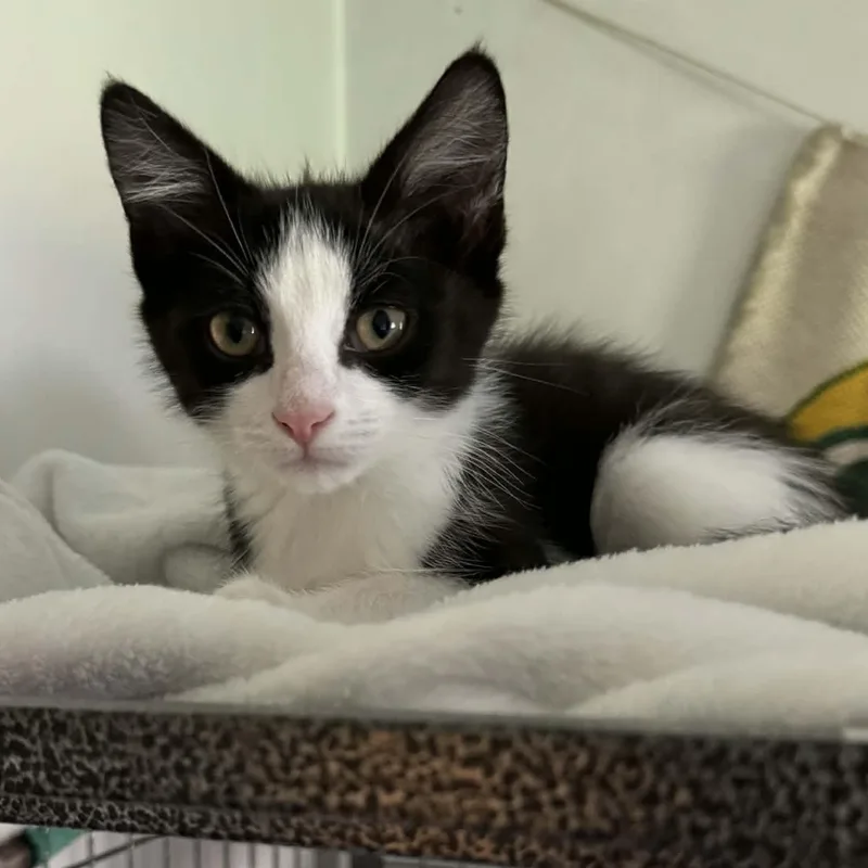 A baby small-sized male Domestic Short Hair cat named Peep for adoption in Milwaukee, WI