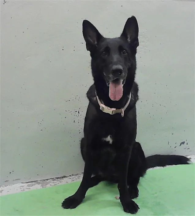 An adult large-sized female German Shepherd Dog dog named Jasmine for adoption in Houston, TX