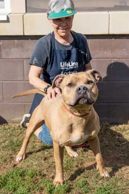 An adult large-sized male Mixed Breed dog named Gentle Ben for adoption in Chamblee, GA