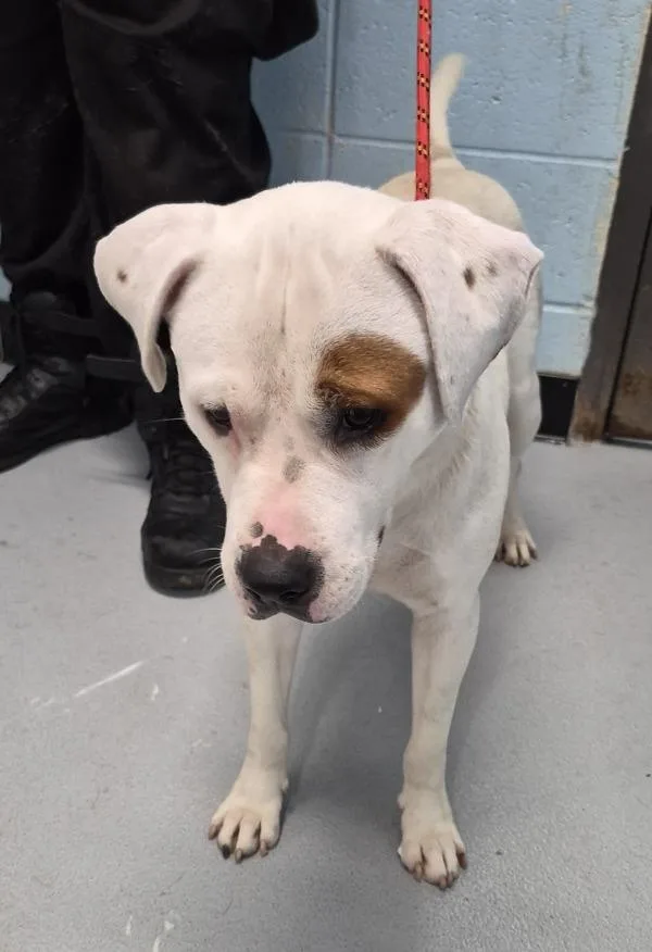 A young large-sized male Pit Bull Terrier dog named Pen  Sunny for adoption in Lawrenceville, GA