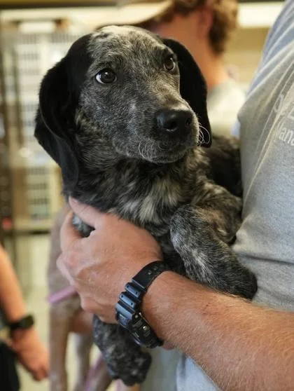 A young medium-sized male Australian Cattle Dog / Blue Heeler dog named Rodeo for adoption in Bowling Green, KY