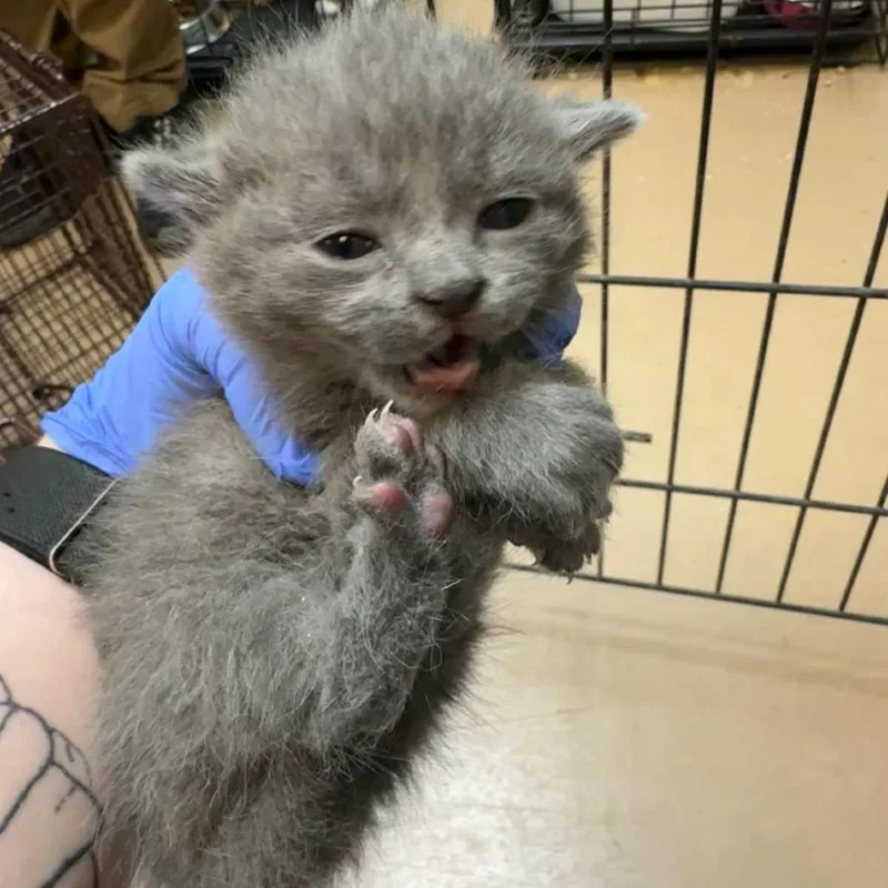 A baby small-sized male Gray / Blue / Silver Domestic Medium Hair cat named Grouper for adoption in Gadsden, AL