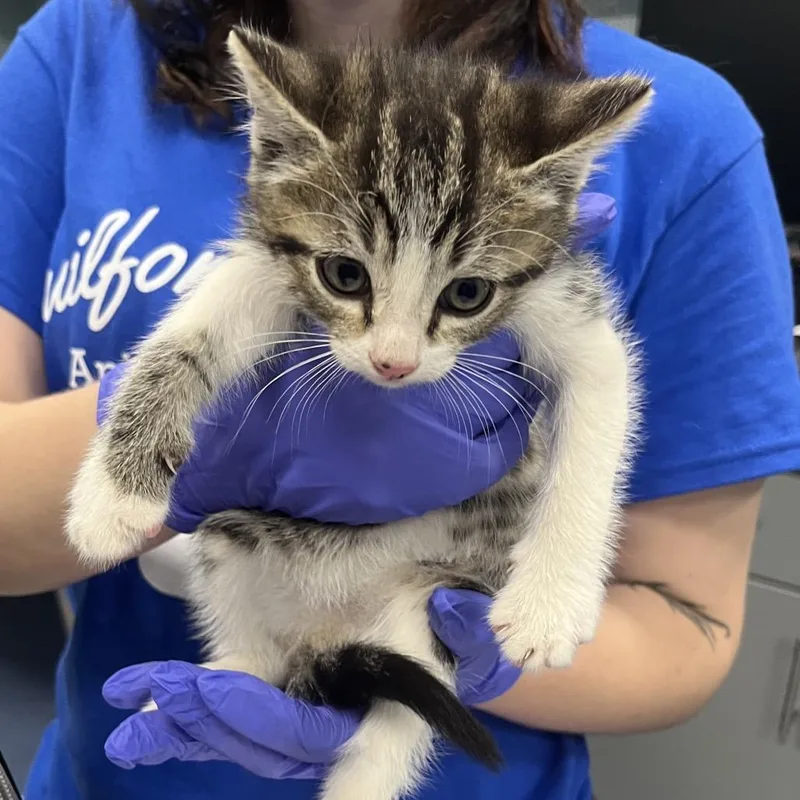 A baby small-sized male Brown / Chocolate Domestic Short Hair cat named Dodge for adoption in Greensboro, NC