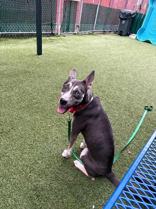 An adult medium-sized female Mixed Breed dog named Birdie May for adoption in New York, NY