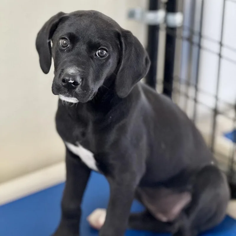 A baby medium-sized female Black Labrador Retriever dog named Sissy for adoption in Bradenton, FL