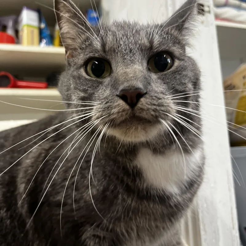 An adult medium-sized male Tabby (Gray / Blue / Silver) Domestic Short Hair cat named Sunny for adoption in Mansfield, CT