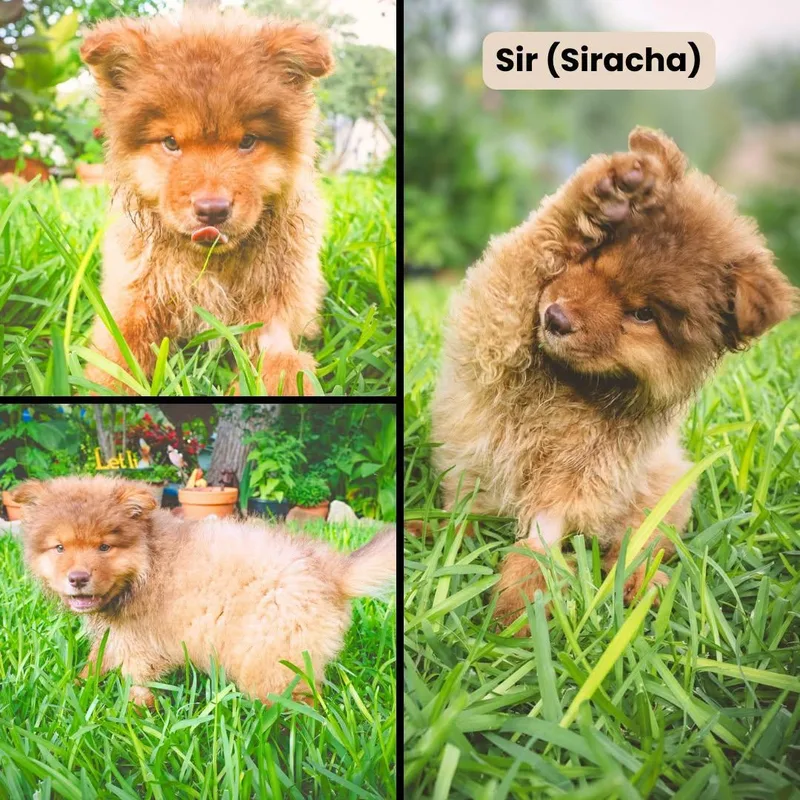 A baby medium-sized male Chow Chow dog named Sir for adoption in Houston, TX
