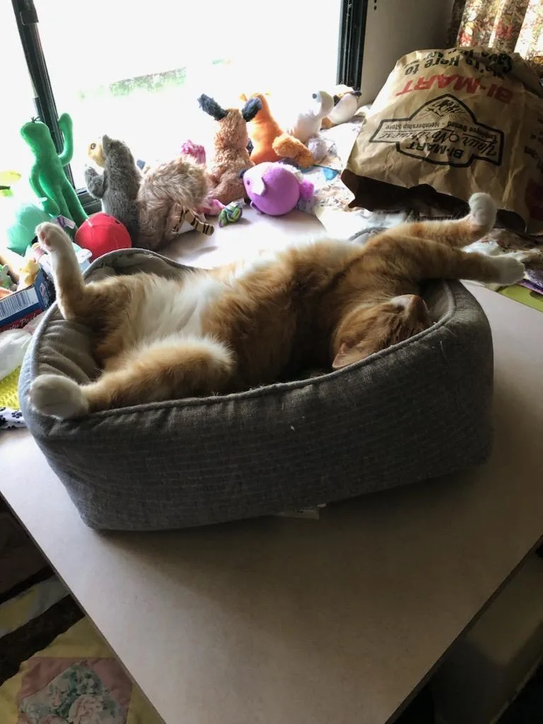 A young medium-sized male Orange / Red Domestic Short Hair cat named Boots for adoption in Springfield, OR