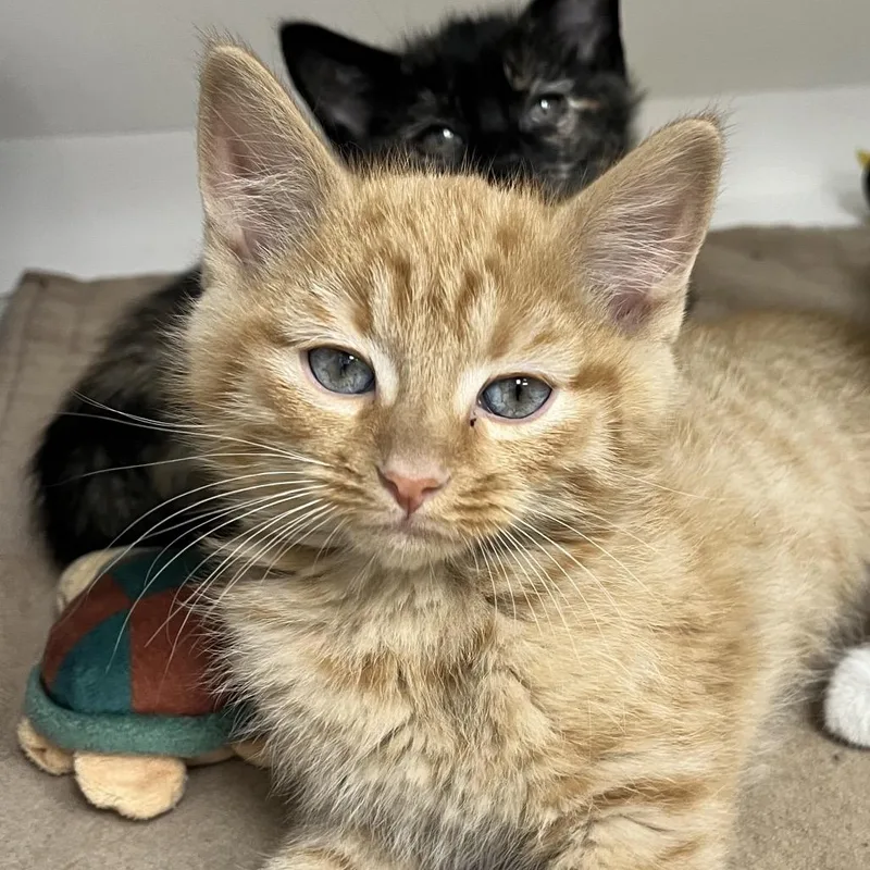 A baby small-sized male Orange / Red Domestic Short Hair cat named Tomato Frog for adoption in Champaign, IL