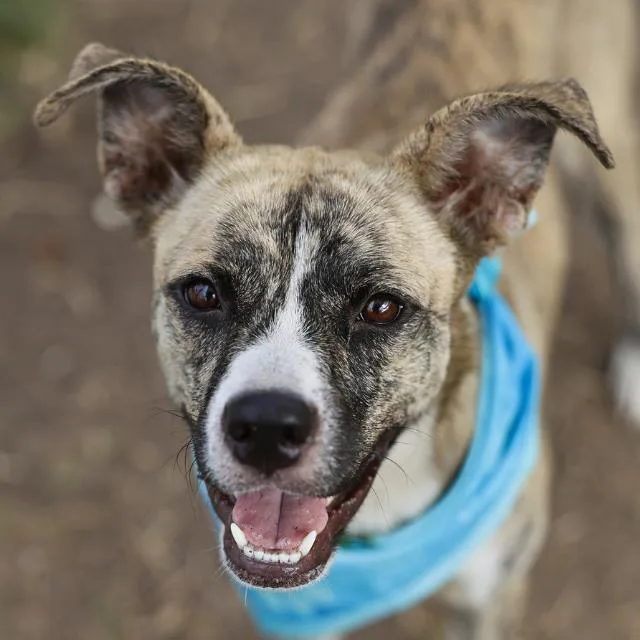 A young medium-sized female American Staffordshire Terrier dog named Summer for adoption in San Antonio, TX