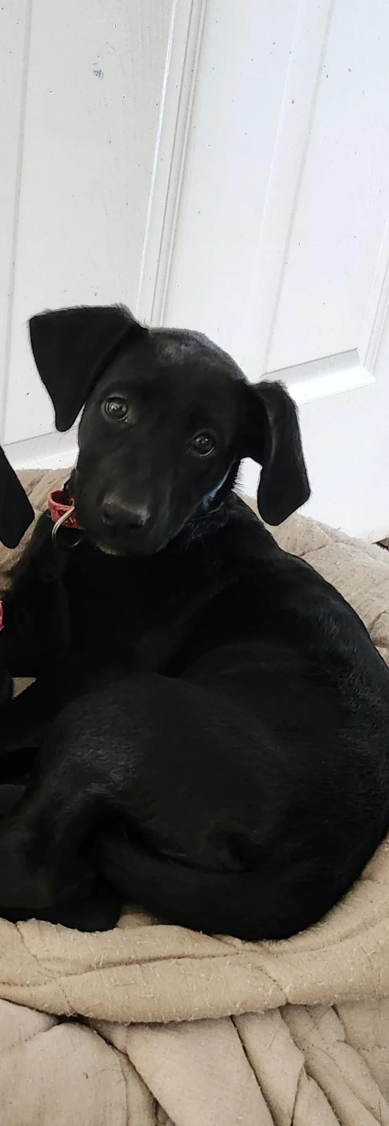 A baby large-sized female Black Labrador Retriever dog named Prue for adoption in Indianapolis, IN