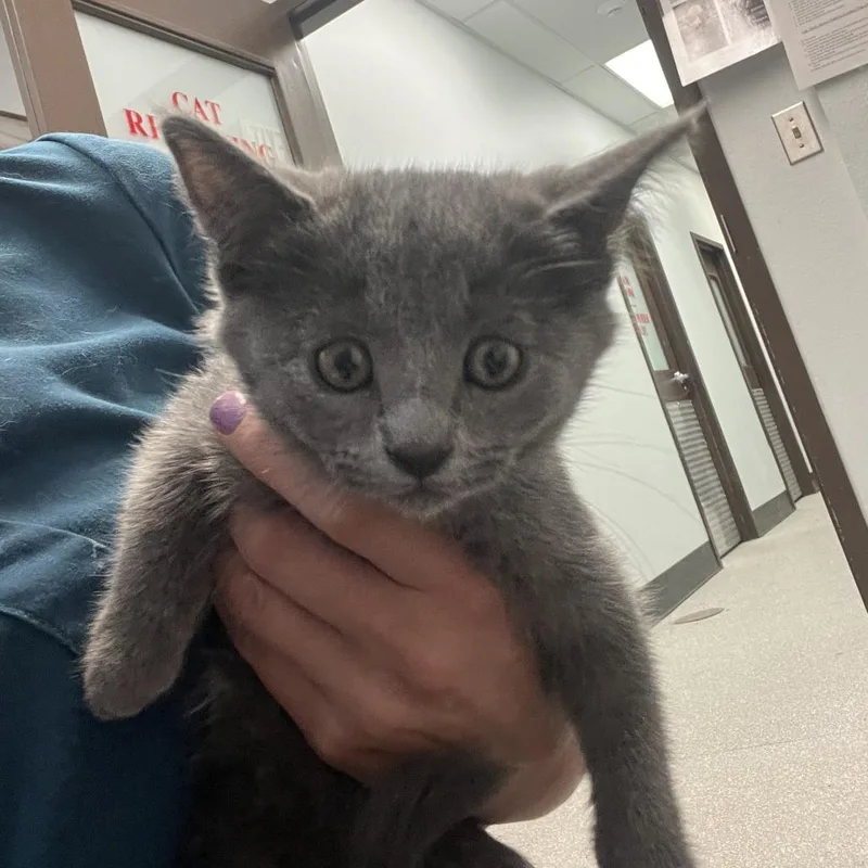 A baby small-sized female Domestic Short Hair cat named Odessa for adoption in Durango, CO