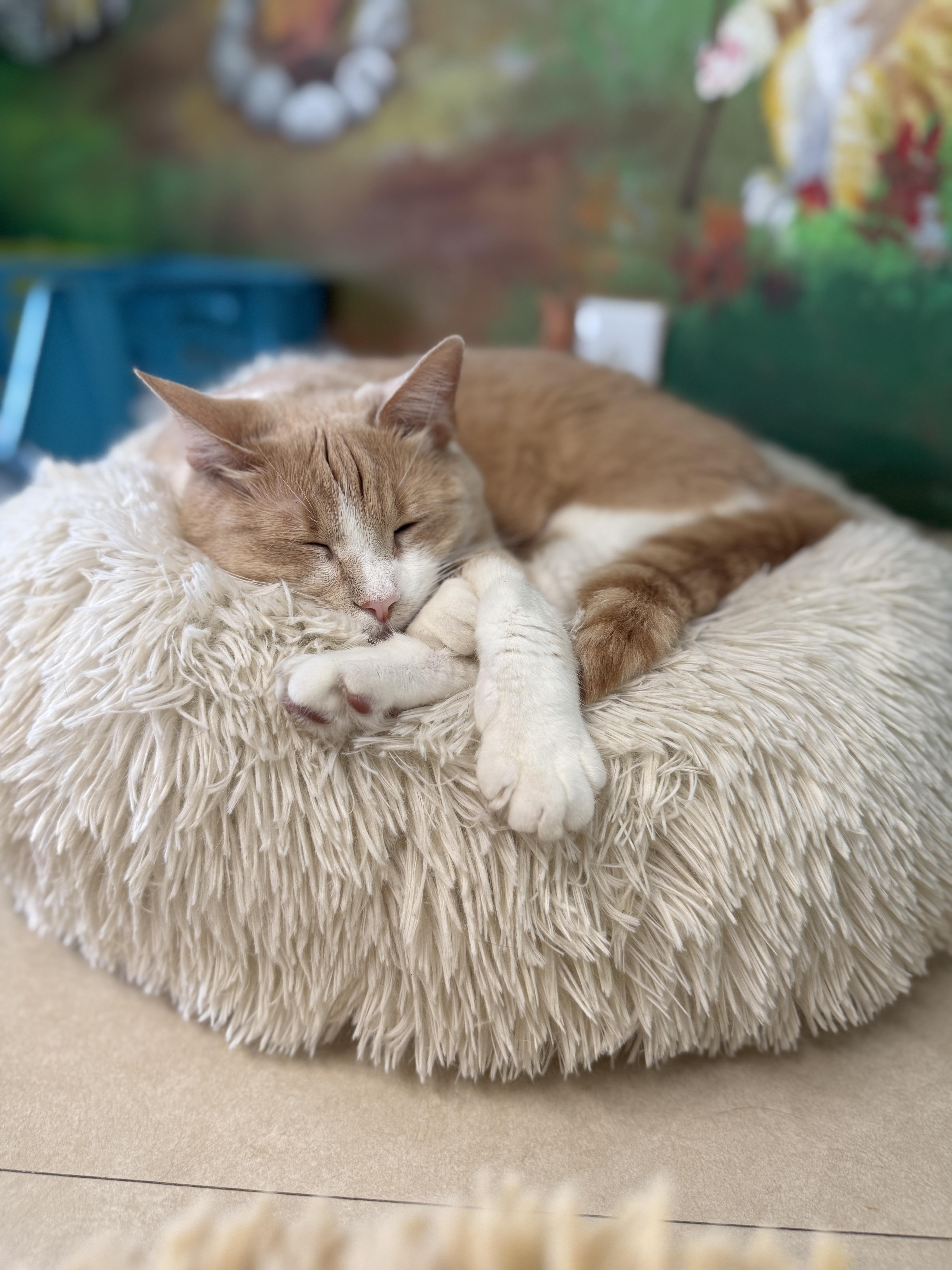 Khaleesi thumbnail 2