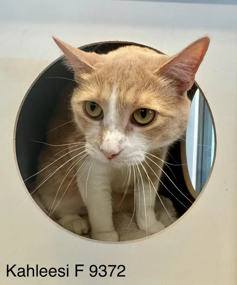 Khaleesi thumbnail 3