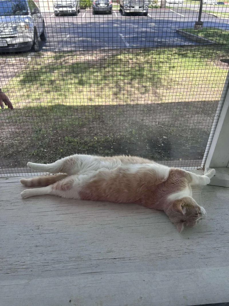 Khaleesi thumbnail 4