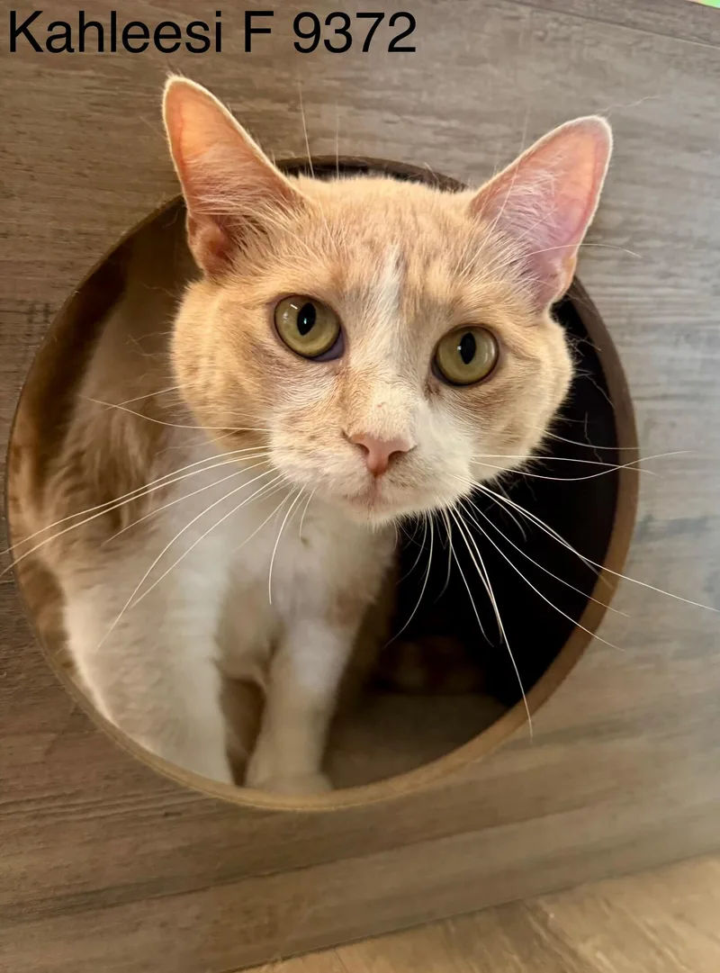 Khaleesi thumbnail 5