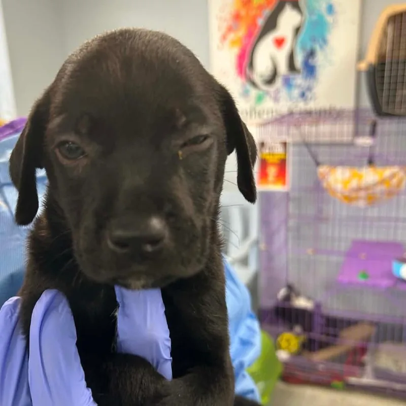 A baby small-sized male Black Mixed Breed dog named Brioche for adoption in Duncan, OK
