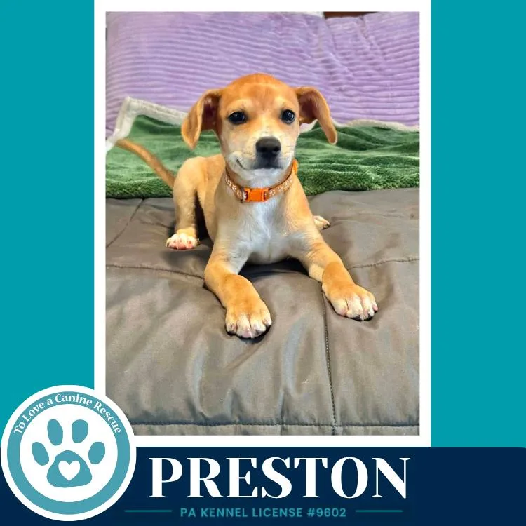 Preston