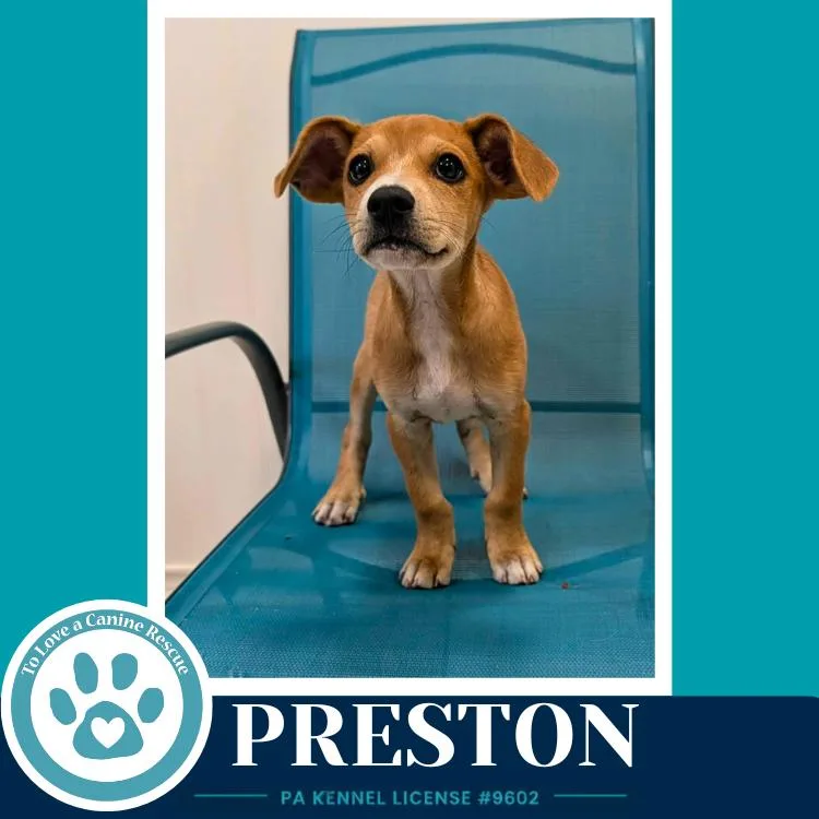 Preston thumbnail 2