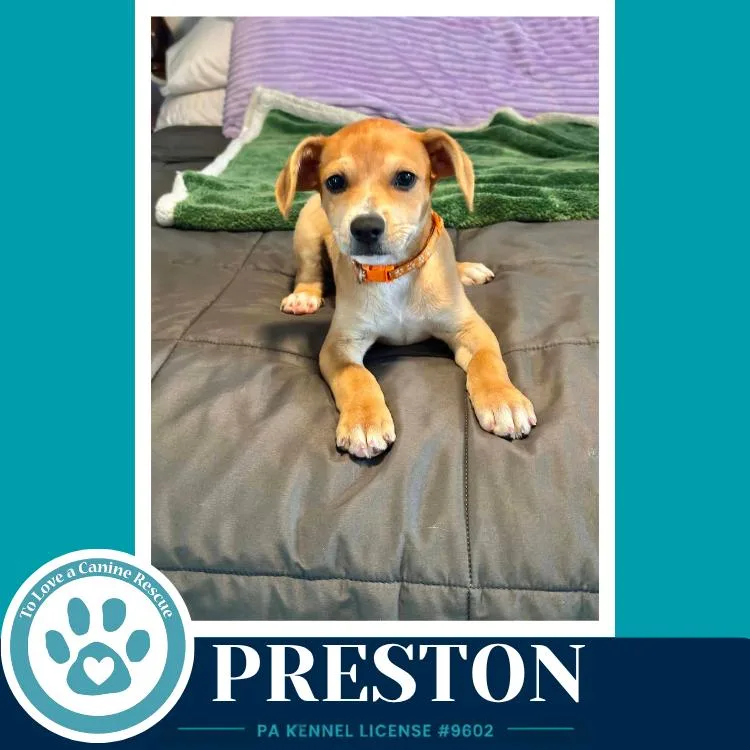 Preston thumbnail 3