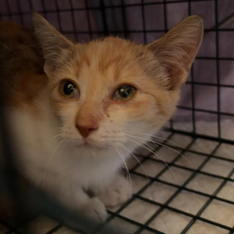 A baby small-sized female Calico Domestic Short Hair cat named Aurora for adoption in Austin, TX