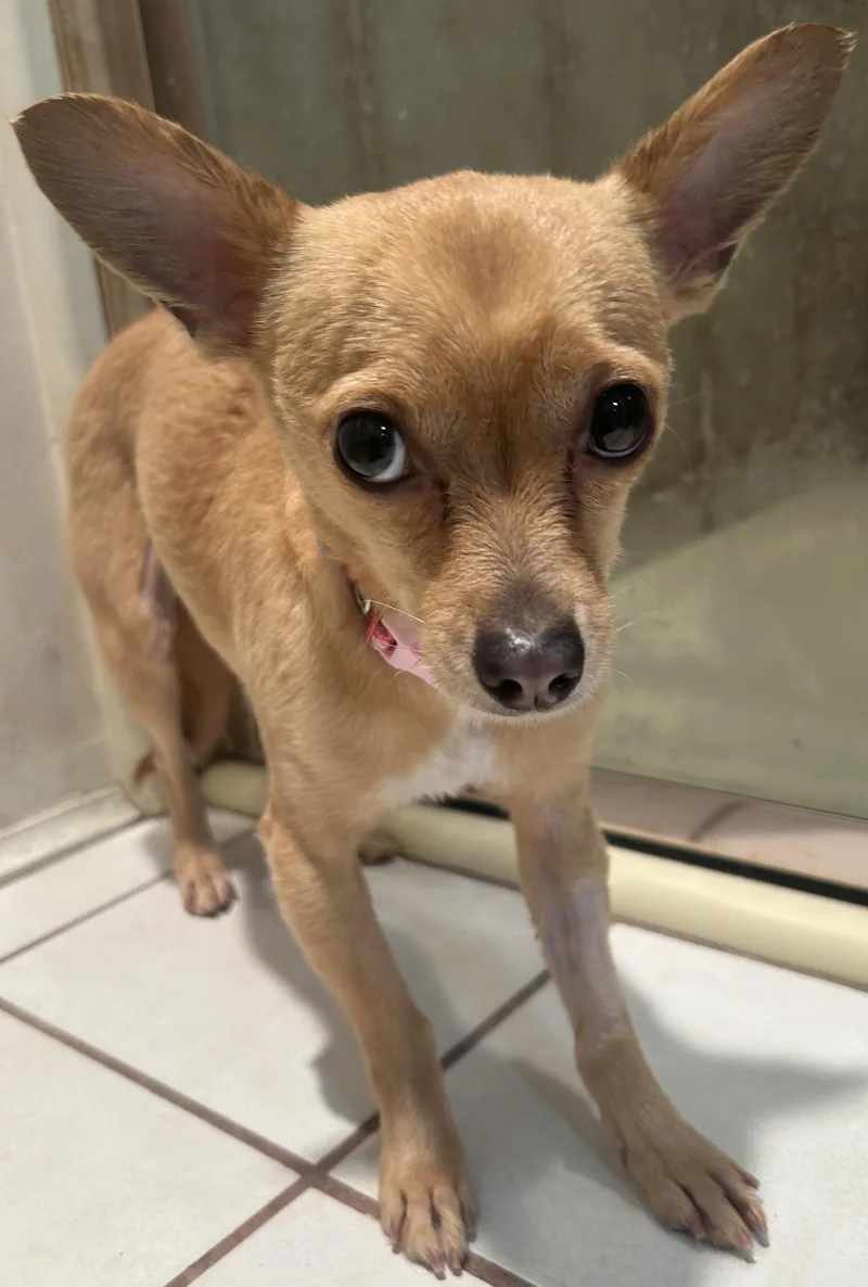 A young small-sized female Chihuahua dog named Maria for adoption in El Cajon, CA