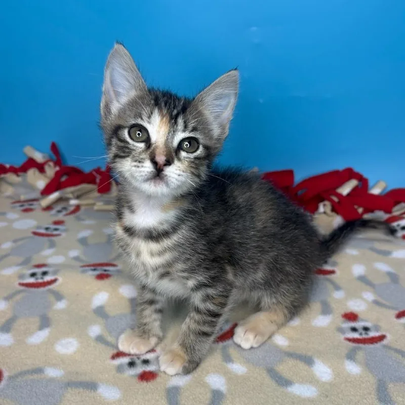 A baby small-sized female Torbie Domestic Short Hair cat named Zeppelin for adoption in San Antonio, TX