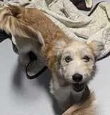 A baby medium-sized female Terrier dog named Stella for adoption in Croydon, NH