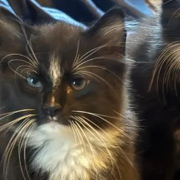 A baby small-sized female Black Domestic Medium Hair cat named Grumpy for adoption in Lynchburg, VA