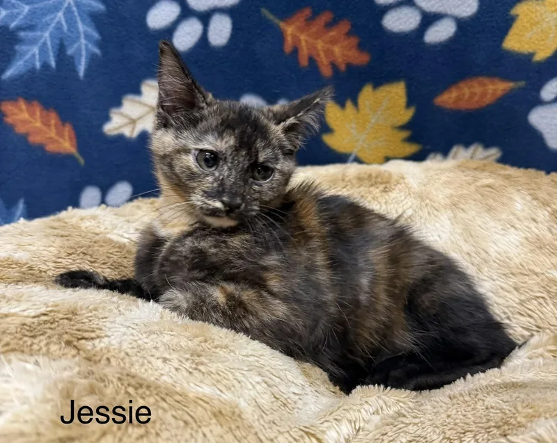 A baby medium-sized female Tortoiseshell Domestic Short Hair cat named Jessie for adoption in Logan, OH