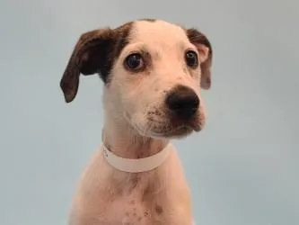 A baby large-sized female Hound dog named Oaklynn for adoption in Golden Valley, MN