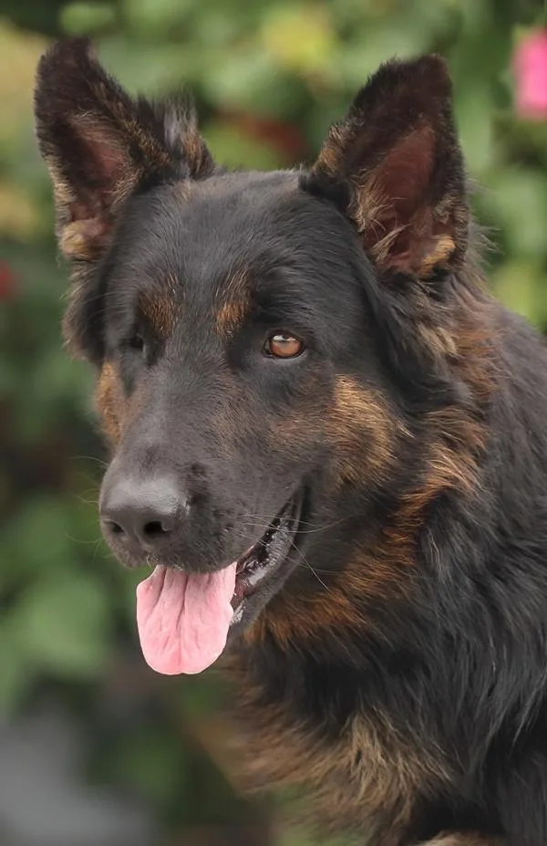 A young large-sized female Black German Shepherd Dog named Ruby von Trimmer for adoption in Los Angeles, CA