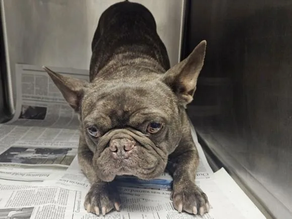 An adult medium-sized male French Bulldog dog named Jacques for adoption in Van Nuys, CA